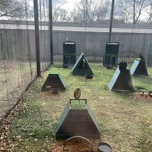 Bird Of Prey Yard