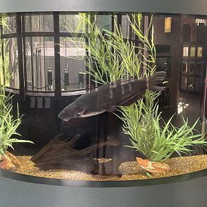 Blue Catfish Tank