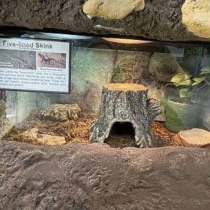 Common Five-lined Skink Exhibit