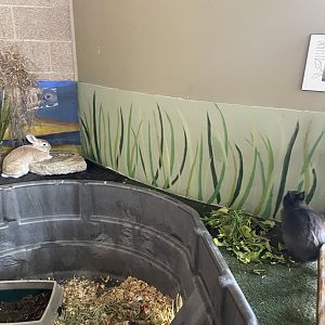 Domestic Rabbit Exhibit