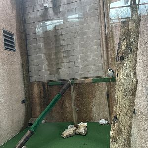 Bird Of Prey Exhibit