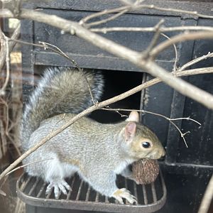 Eastern Gray Squirrel