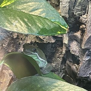 American Green Treefrog