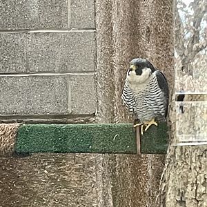 Peregrine Falcon