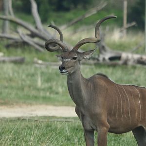 Greater kudu