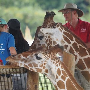 Reticulated giraffes being fed