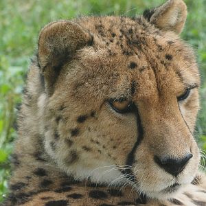 Cheetah "Emmett"