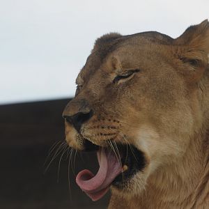 African lion