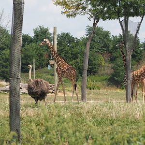 Reticulated and Maasai giraffes and common ostrich