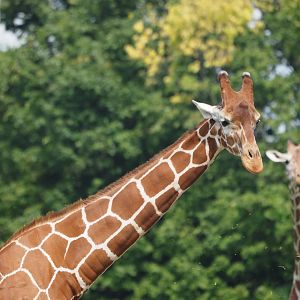Reticulated giraffe