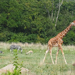 Gray-crowned crane, Grant's zebra, slender-horned gazelle, and reticulated giraffe