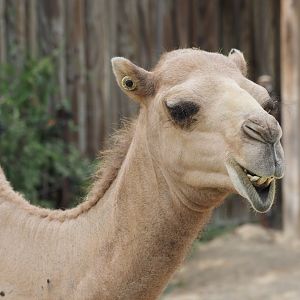 Dromedary camel