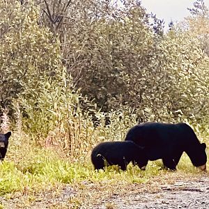 American Black Bears - Alaska