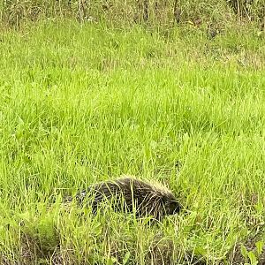 North American Porcupine - Alaska