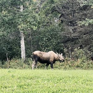 Moose - Alaska