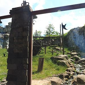 Sulawesi crested black macaque exhibit, 2022-06-28