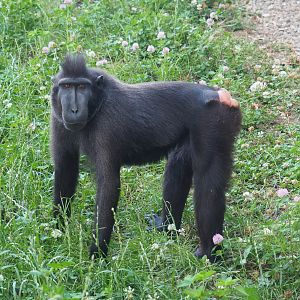 Sulawesi crested black macaque (Macaca nigra), 2022-06-28