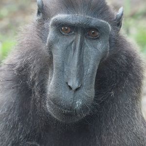 Sulawesi crested black macaque (Macaca nigra), 2022-06-28