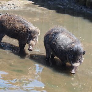 Negros Visayan warty pigs (Sus cebifrons negrinus), 2022-06-28