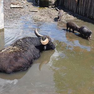 Domestic water buffalo (Bubalus bubalis) and Negros Visayan warty pigs (Sus cebifrons negrinus), 2022-06-28
