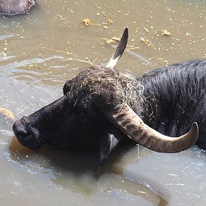Domestic water buffalo (Bubalus bubalis), 2022-06-28