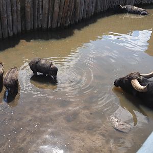 Domestic water buffalo (Bubalus bubalis) and Negros Visayan warty pigs (Sus cebifrons negrinus), 2022-06-28
