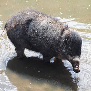 Negros Visayan warty pig (Sus cebifrons negrinus), 2022-06-28