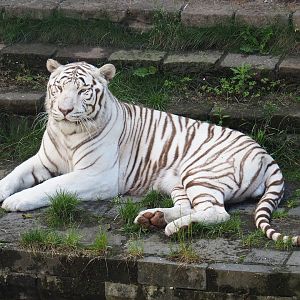 White tiger (Panthera tigris), 2022-06-28