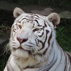 White tiger (Panthera tigris), 2022-06-28