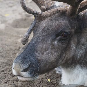 Reindeer