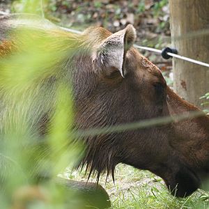 Alaskan moose calf