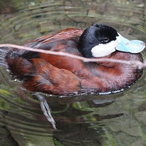Ruddy duck