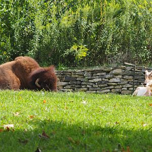 American bison and pronghorn