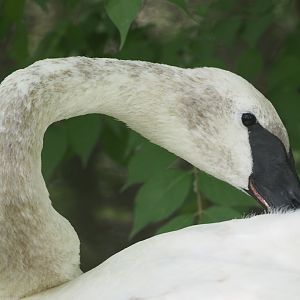 Trumpeter swan