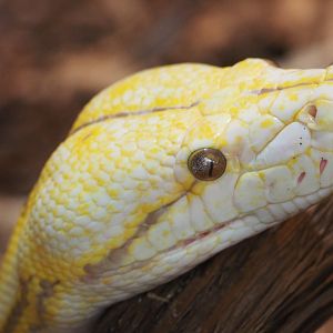 Reticulated python