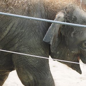 Asian elephant calf "Frankie"