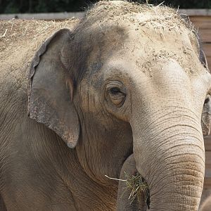 Asian elephant