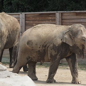 Asian elephants