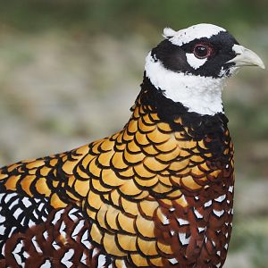 Reeve's pheasant