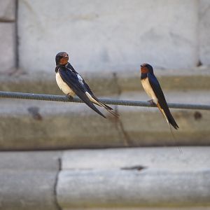 Wild Barn swallow (Hirundo rustica), 2022-06-28