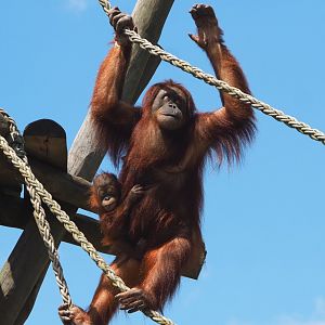 Climbing Sumatran orangutan (Pongo abelii) with baby, 2022-06-28