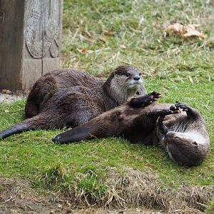 Asian small-clawed otters (Aonyx cinerea), 2022-06-28