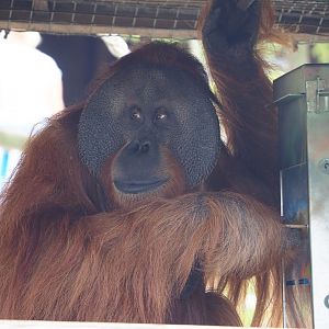 Male Sumatran orangutan (Pongo abelii) using enrichment feeder, 2022-06-28