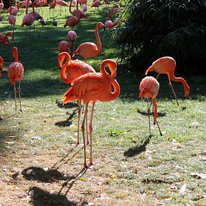 Caribbean Flamingos
