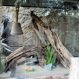 African Spiny Mouse Enclosure