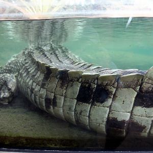 Crocodile Tail