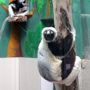 Sifakas