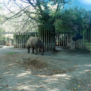 Black Rhino Enclosure