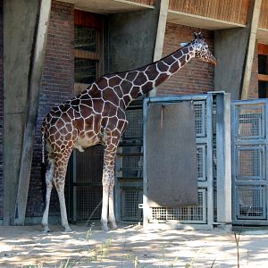 Reticulated Giraffe