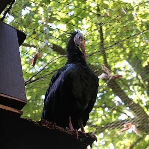 Northern Bald Ibis